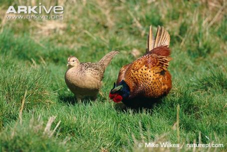 Male-pheasant-displaying-to-female