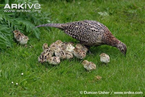 Pheasant-and-chicks-feeding-in-a-garden